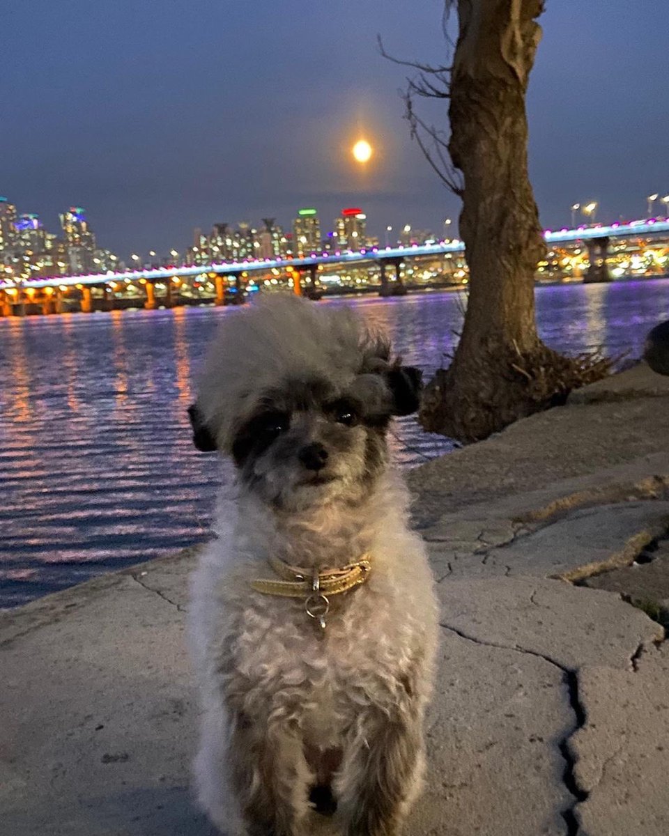 KYRSYJ's tweet image. [INSTAGRAM] dooeyuri: 어제 정월대보름이였는데 소원들은 비셨나요 ^^? 우리 소원들은 무슨 소원빌었어 🙏🏻 ? 
2021년 건강한 한 해 되세요 🐾 

#Dooe 
#뚜이