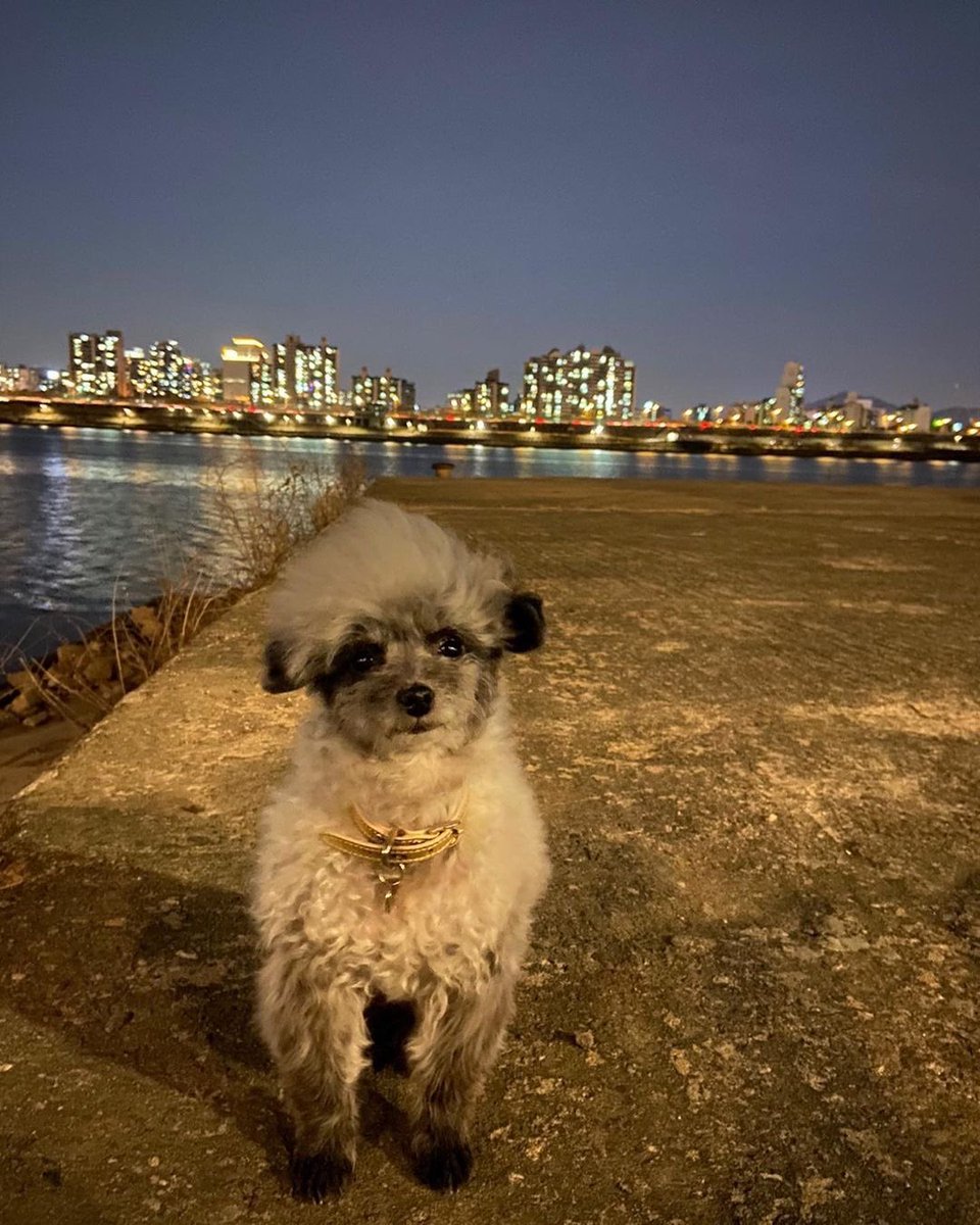 KYRSYJ's tweet image. [INSTAGRAM] dooeyuri: 어제 정월대보름이였는데 소원들은 비셨나요 ^^? 우리 소원들은 무슨 소원빌었어 🙏🏻 ? 
2021년 건강한 한 해 되세요 🐾 

#Dooe 
#뚜이