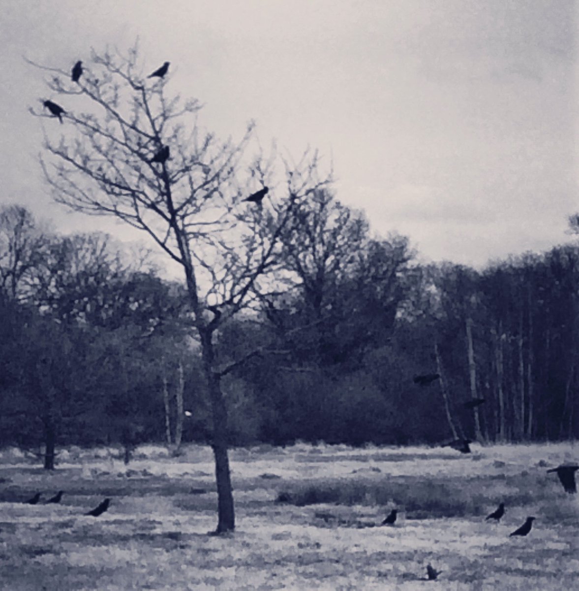HooklandGuide's tweet photo. Crows - or as many call them, the Cunning Intelligence Service - are a constancy of watching. They call from crow-to-crow of what they have seen. Sometimes, they call to the cunning and give them the gossip of the land. https://t.co/J3vB2MSqLX