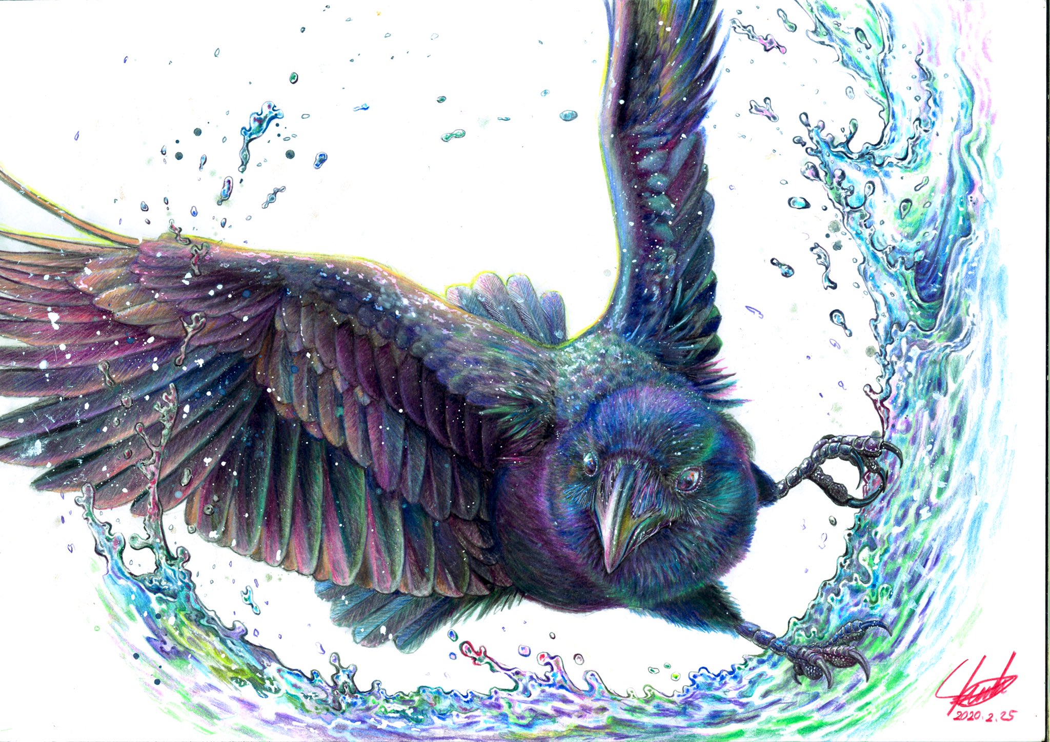 ノーチのしっぽ研究所 10 9鳥海アートフェス ハシブトガラスの行水 画材 色鉛筆 白インク アクリル 水彩 人間の目にはほとんど真っ黒に見えるカラスですが 鳥の目は紫外線を捉えることが出来るため カラス同士では違った色に見えていると考えられ