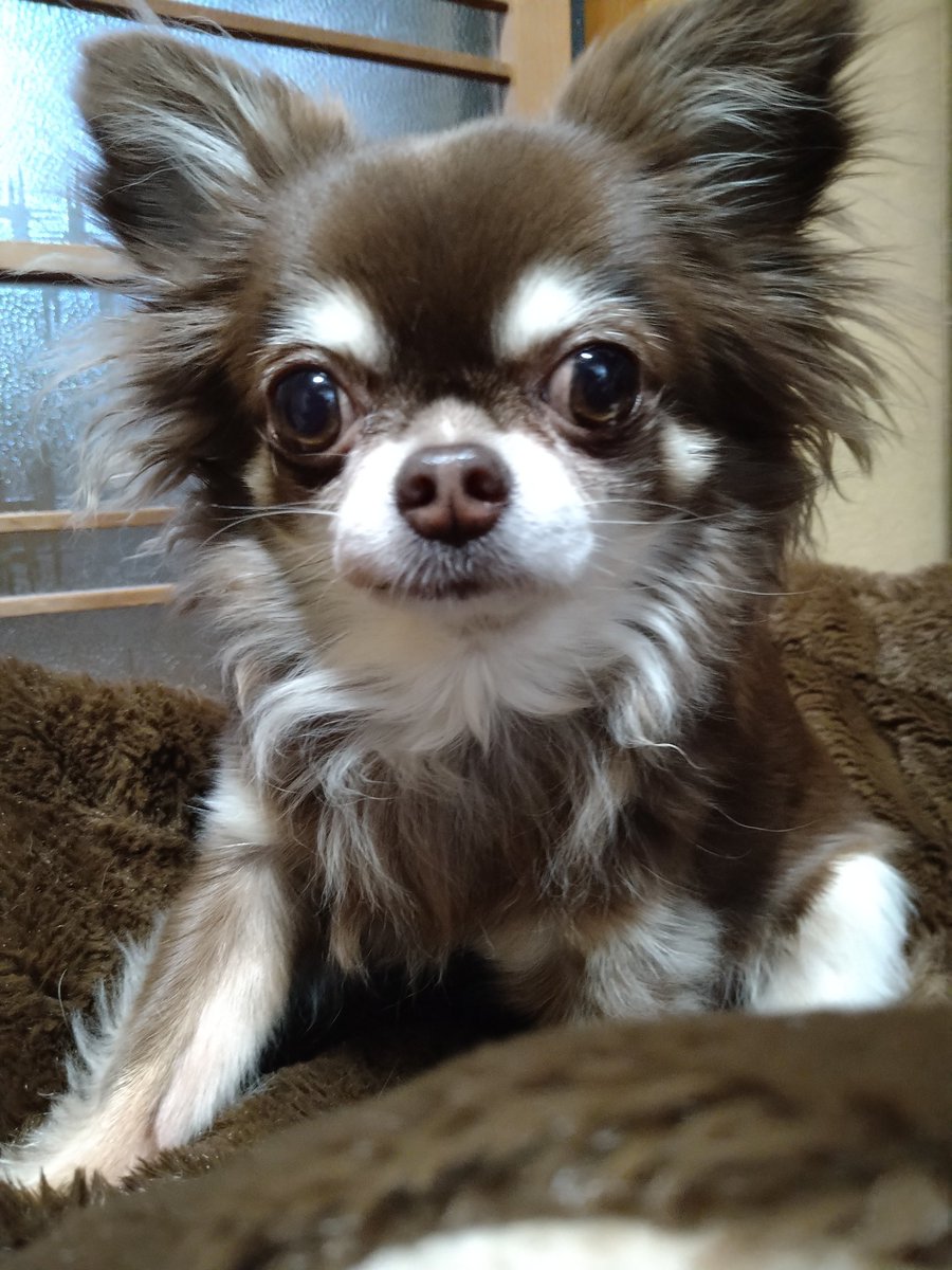 元保護犬チワワの日常 Kyuroniiyan Twitter