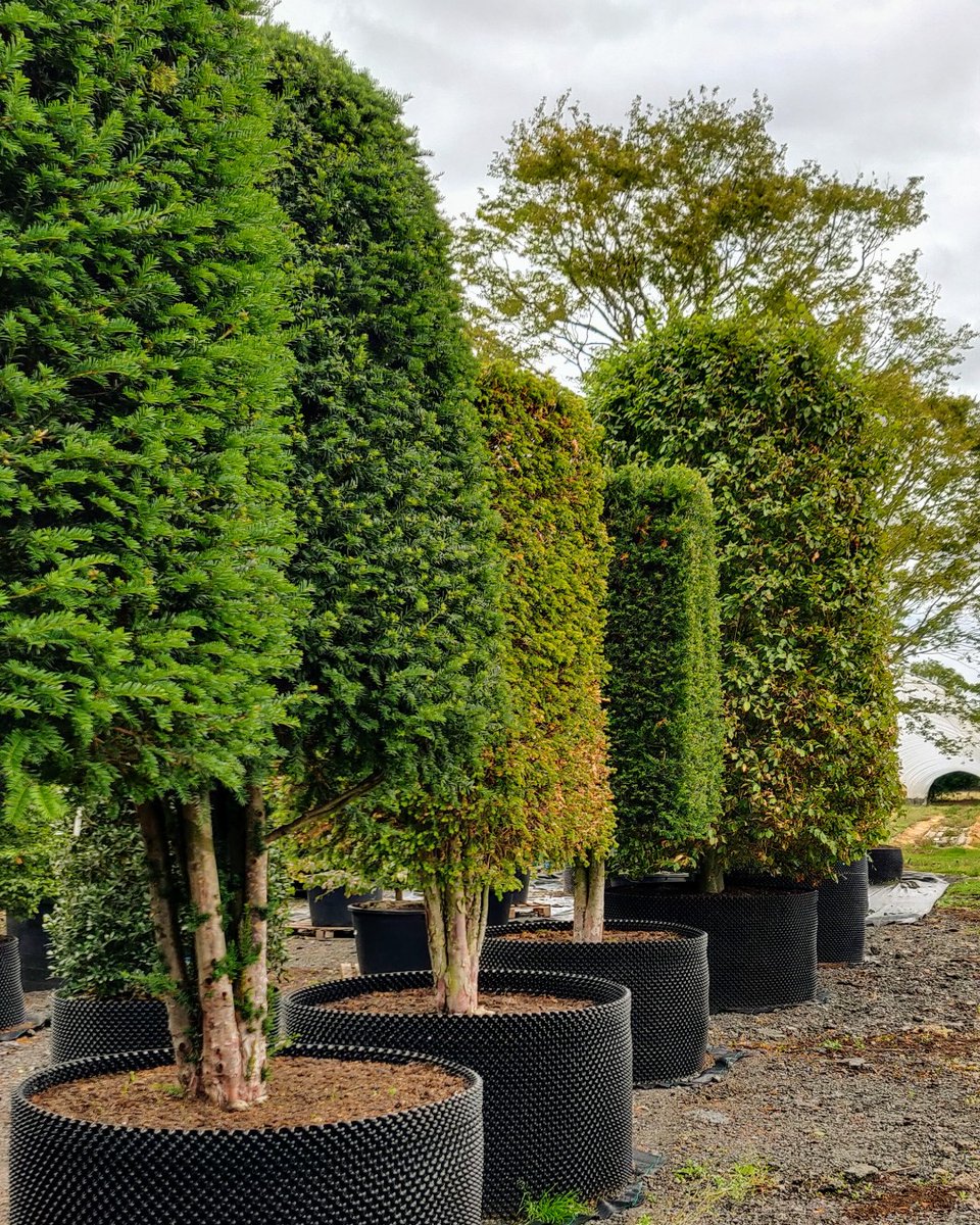 Butterworth Horticulture (@butterworthhort) on Twitter photo 📈 Plant Of The Week
Taxus baccata or Yew Topiary
Evergreen and ever-present, with it's dense coverage it gives beautiful structure to any design.
Get in touch with info@formplants.com today to receive our latest availability list for topiary!
#yew #topiary #gardendesign 📈 Plant Of The Week
Taxus baccata or Yew Topiary
Evergreen and ever-present, with it's dense coverage it gives beautiful structure to any design.
Get in touch with info@formplants.com today to receive our latest availability list for topiary!
#yew #topiary #gardendesign