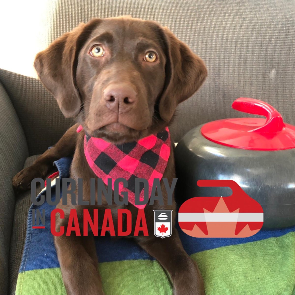 Hey @cbccolleenjones @Devin_Heroux @TSNCurling @CurlingCanada Juno is ready for whatever Curling Day in Canada had in store #curlingdayinCanada