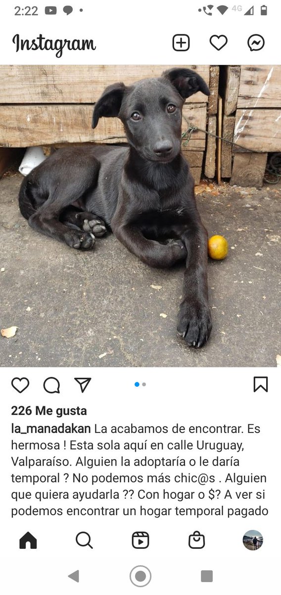 bettyflopy's tweet photo. #Valparaíso 😍😍 Es muy linda!!
Alguien que la pueda ayudar por favor! 🙏🙏
Aunque sea con hogar temporal! RT 💔💔 https://t.co/6pOhL59yPq
