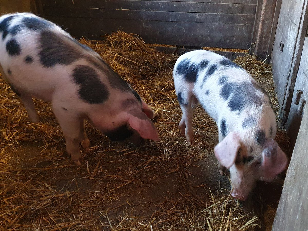 Astrid73201544's tweet photo. 😀🐷
#HoeveSpringendal #Hezingen #Bontebentheimer https://t.co/kMkYAC5dIB