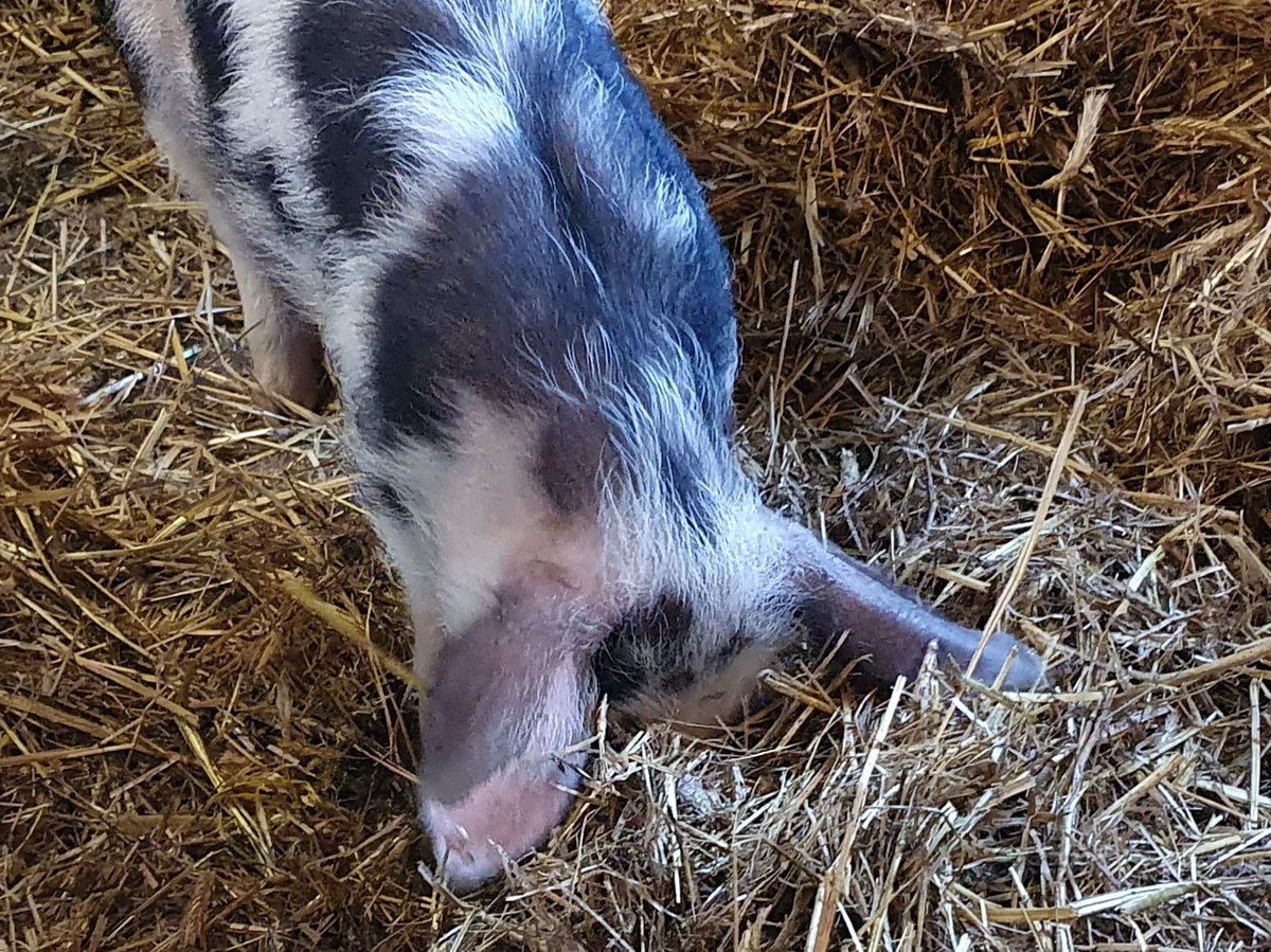 Astrid73201544's tweet photo. 😀🐷
#HoeveSpringendal #Hezingen #Bontebentheimer https://t.co/kMkYAC5dIB