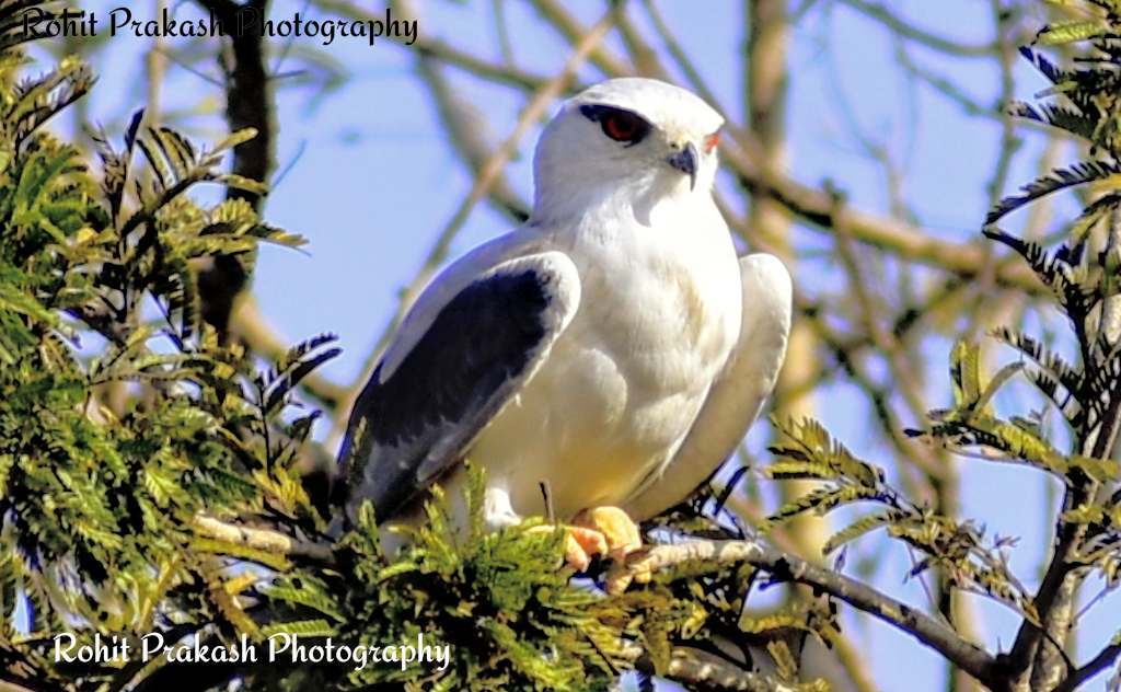 shuttermiles's tweet photo. #birds #birdphotography #IndiAves #photography #birdwatching #birding  #photographers #Nikon #nikonphotography #birdsofindia https://t.co/NqU2beYzCC
