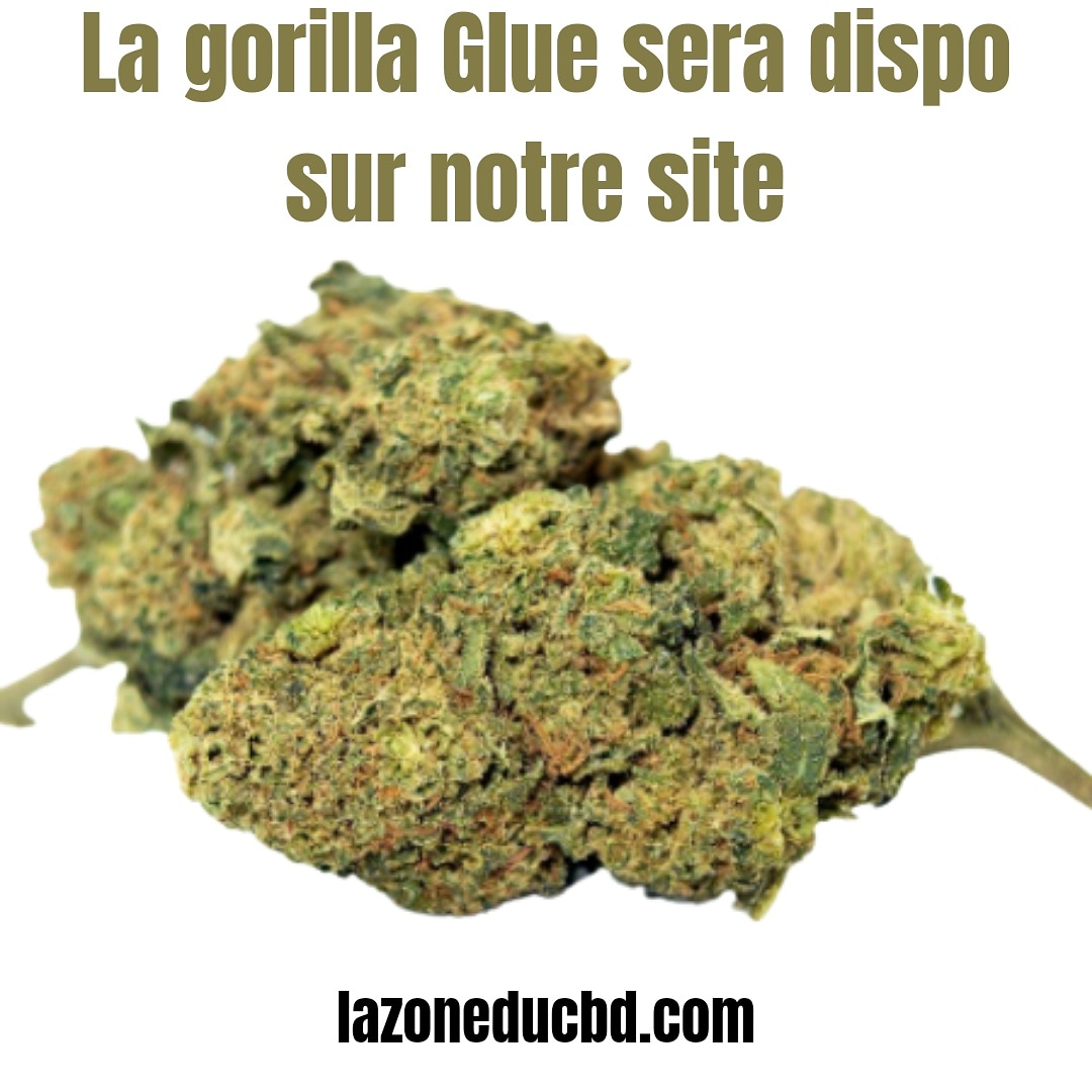 lazoneducbd's tweet image. Bientôt disponible sur notre site 😉

#CBD #cbdflowers #cannabislegal #cbd #GorillaGlue #teamcbd