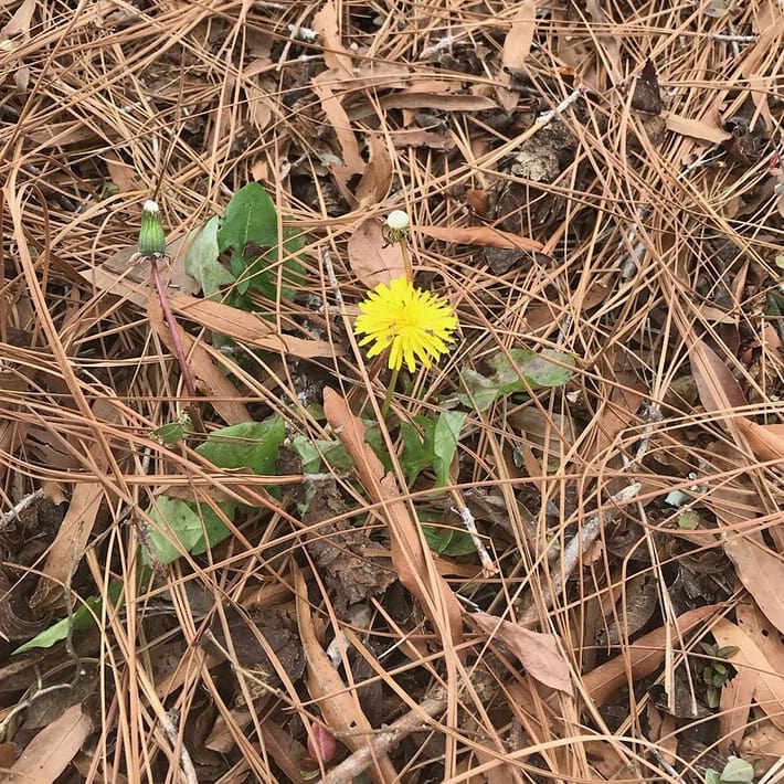 witnips's tweet image. Whenever I see a dandelion, I think about how often I've been told, "Yeah, so don't eat the dandelions in the yard because I just sprayed weed killer on then." I may eat "weeds" but I'm picky about where I forage them. 😁