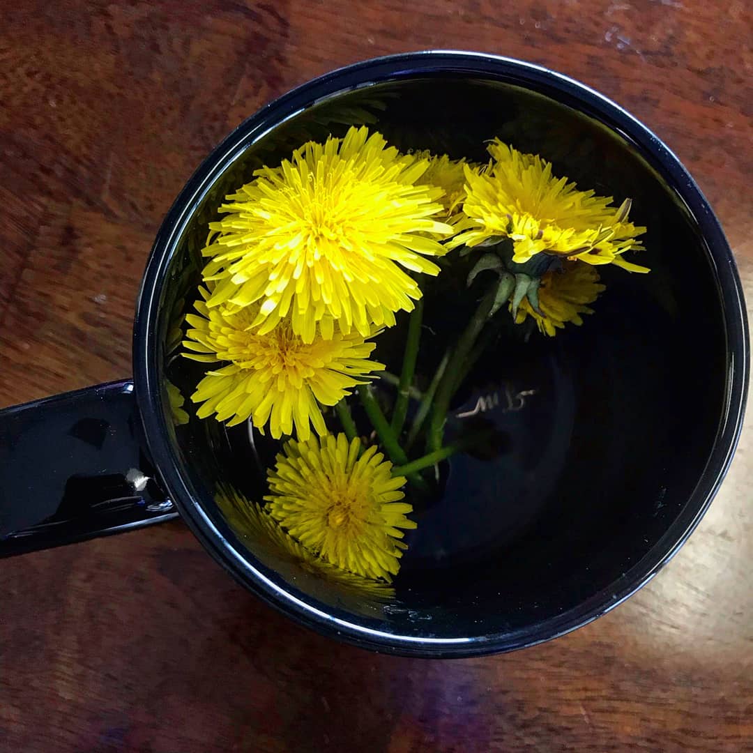 witnips's tweet image. Whenever I see a dandelion, I think about how often I've been told, "Yeah, so don't eat the dandelions in the yard because I just sprayed weed killer on then." I may eat "weeds" but I'm picky about where I forage them. 😁