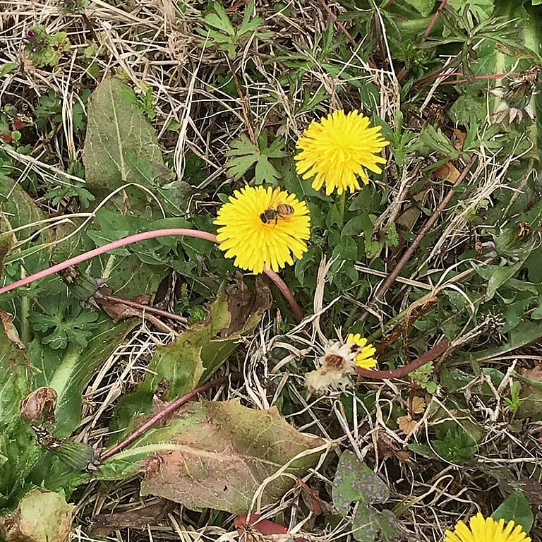 witnips's tweet image. Whenever I see a dandelion, I think about how often I've been told, "Yeah, so don't eat the dandelions in the yard because I just sprayed weed killer on then." I may eat "weeds" but I'm picky about where I forage them. 😁