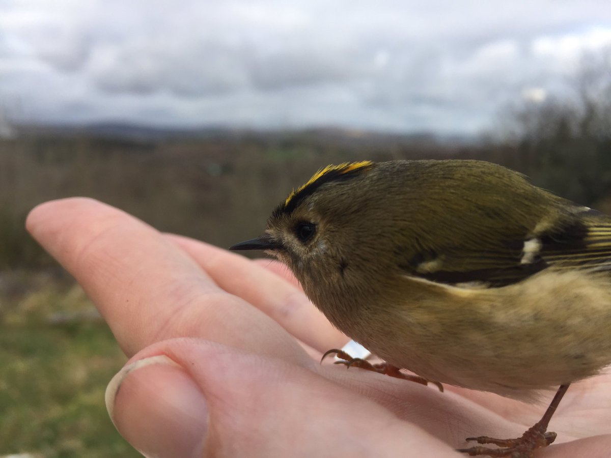 Met this wee birdy today, a baby greenfinch? Meanwhile the misled vent above in Dublin & sheepfarmers are burning the hills, Turning and turning in the widening gyre #birdwatch  #yeats