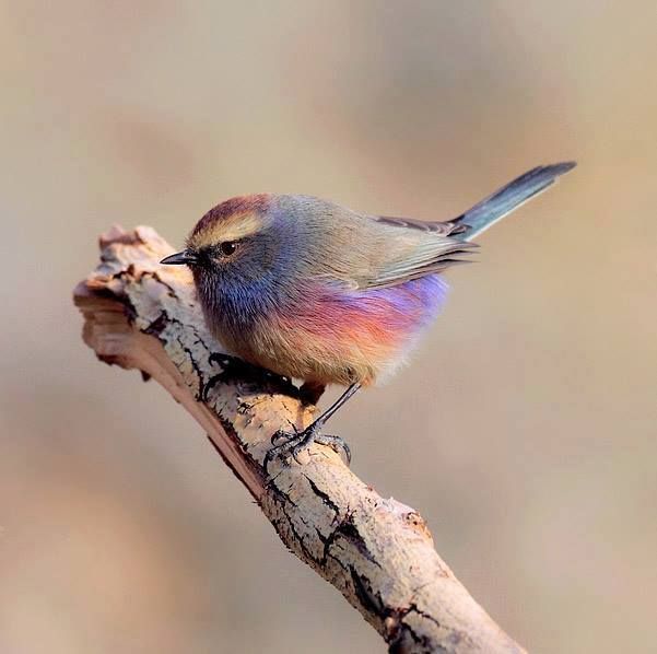 fietro maximoff (but that's peter again ngl)