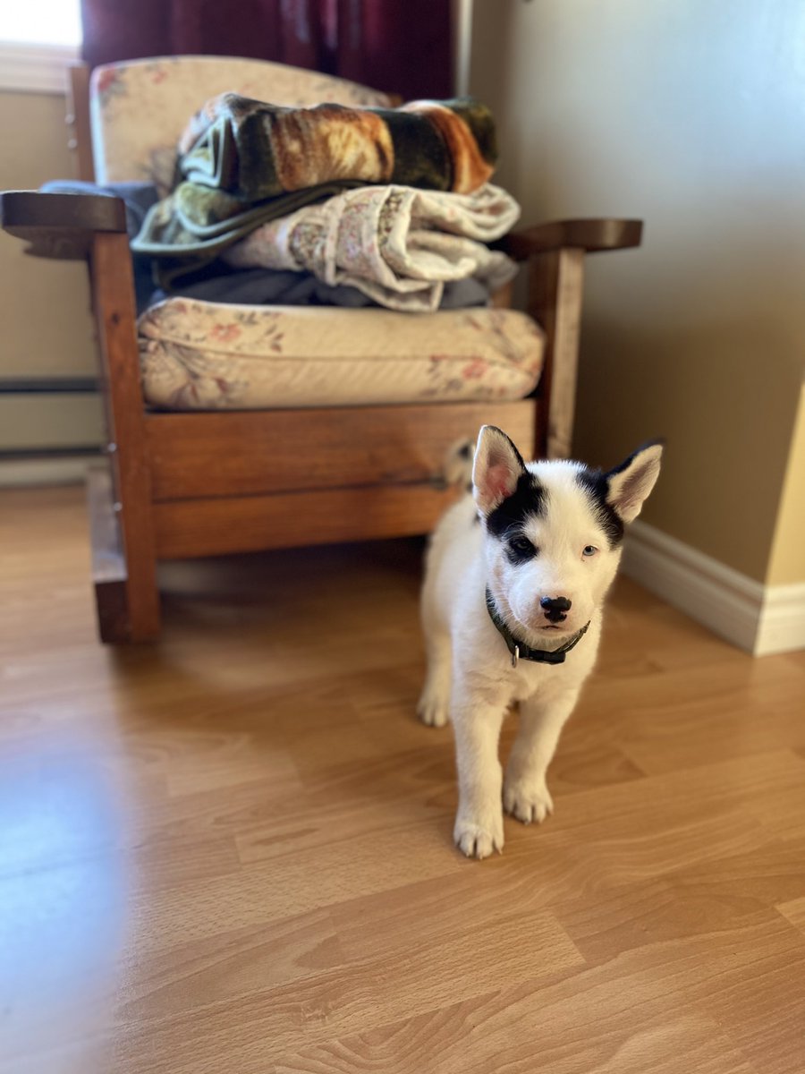 jormond27's tweet photo. Meet Lincoln https://t.co/JB8sNU7VBI