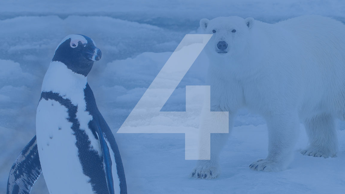 Marine plants, invertebrates, fish, birds, and mammals all rely on each other in a complex undersea web, and they all depend on healthy oceans to thrive. We collaborate with a variety of innovators to safeguard polar bears and penguins. 
4 days till our big announcement.