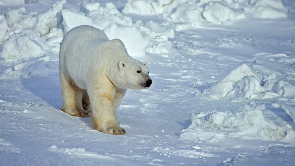 Celebrating #PolarBearDay with a fun fact. 

The polar bear has translucent hair that appears white, allowing it to blend in with its snowy surroundings.

#DYK #WildlifeFacts #PolarBearFact #OntarioWildlife