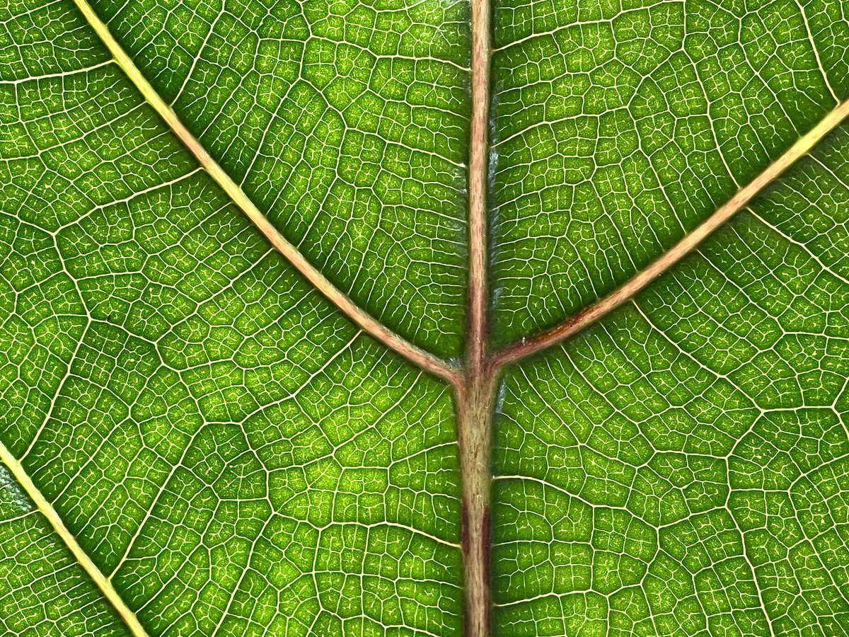 katemacrae's tweet photo. This leaf fell off one of my house plants. Held up to the window it is the most stunning abstract art...... https://t.co/N1ZCxYFkLO