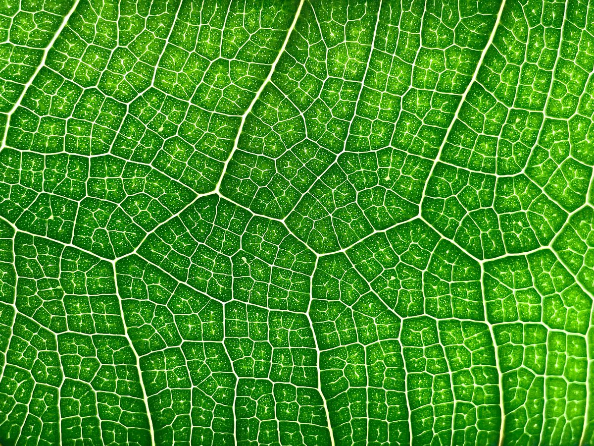 katemacrae's tweet photo. This leaf fell off one of my house plants. Held up to the window it is the most stunning abstract art...... https://t.co/N1ZCxYFkLO