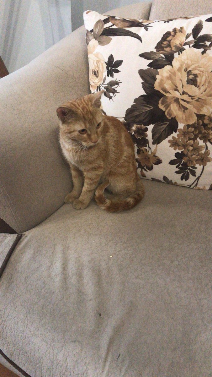 lilythepiremses's tweet photo. Sokaktaki son günmdü. Anniannim cok ağlamıştı bn böle üsüyom diye, annimi araıp getiycem demis. O aksam evime geldm 🥰  2.fotide de eve geldiim ilk an ❤ https://t.co/yiq1wn7wJb