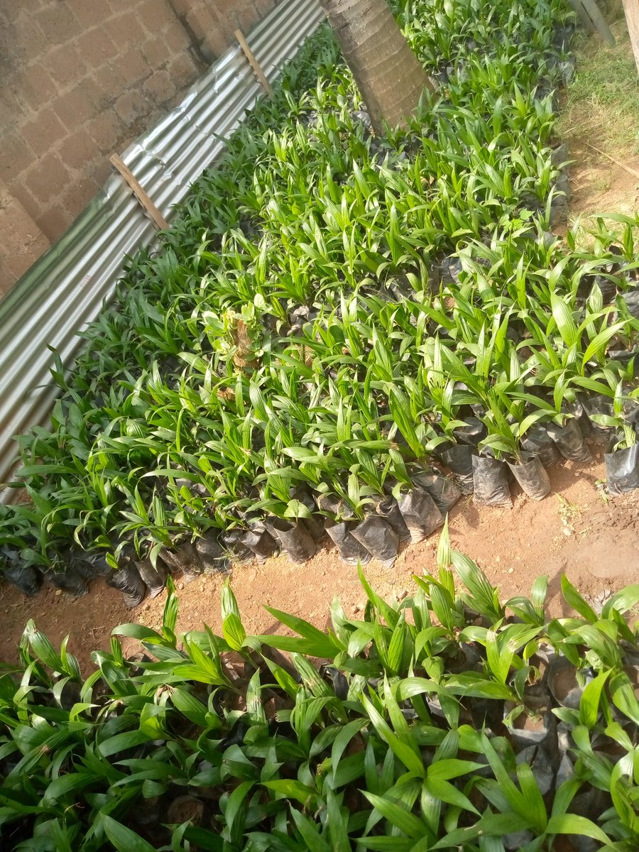 __Timi___'s tweet image. Hey twitter fam, my mum has 10,000 oil palm (tenera palm) seedlings for sale. It goes for 450naira per seedling. 
Location : Ibadan
Kindly help me retweet guys, our buyers might be on your TL. 
My DM is open for further questioning. Thank you😊.