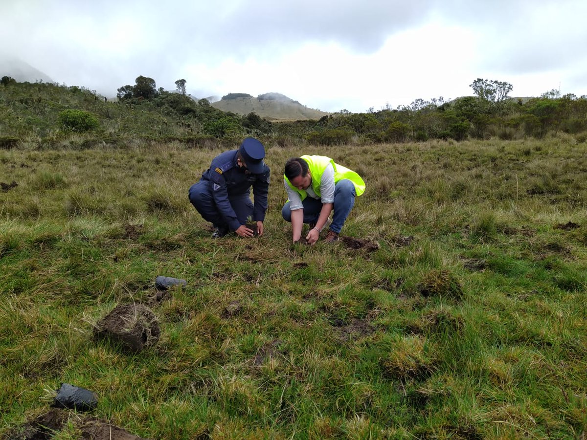 ReservaBR4's tweet photo. Soldados del Batallón de Ingenieros de Desminado Humanitario N. º 3 sembraron 500 plantas de frailejones en área rural municipio de Virginia #Caldas con la  asistencia del  viceministro de ordenamiento ambiental, @Vivo_Cuenca 
@VILLALCALDIA
@Corpocaldas #Zapateiro @Ingenieros_EJC https://t.co/qq5gxYgXVa