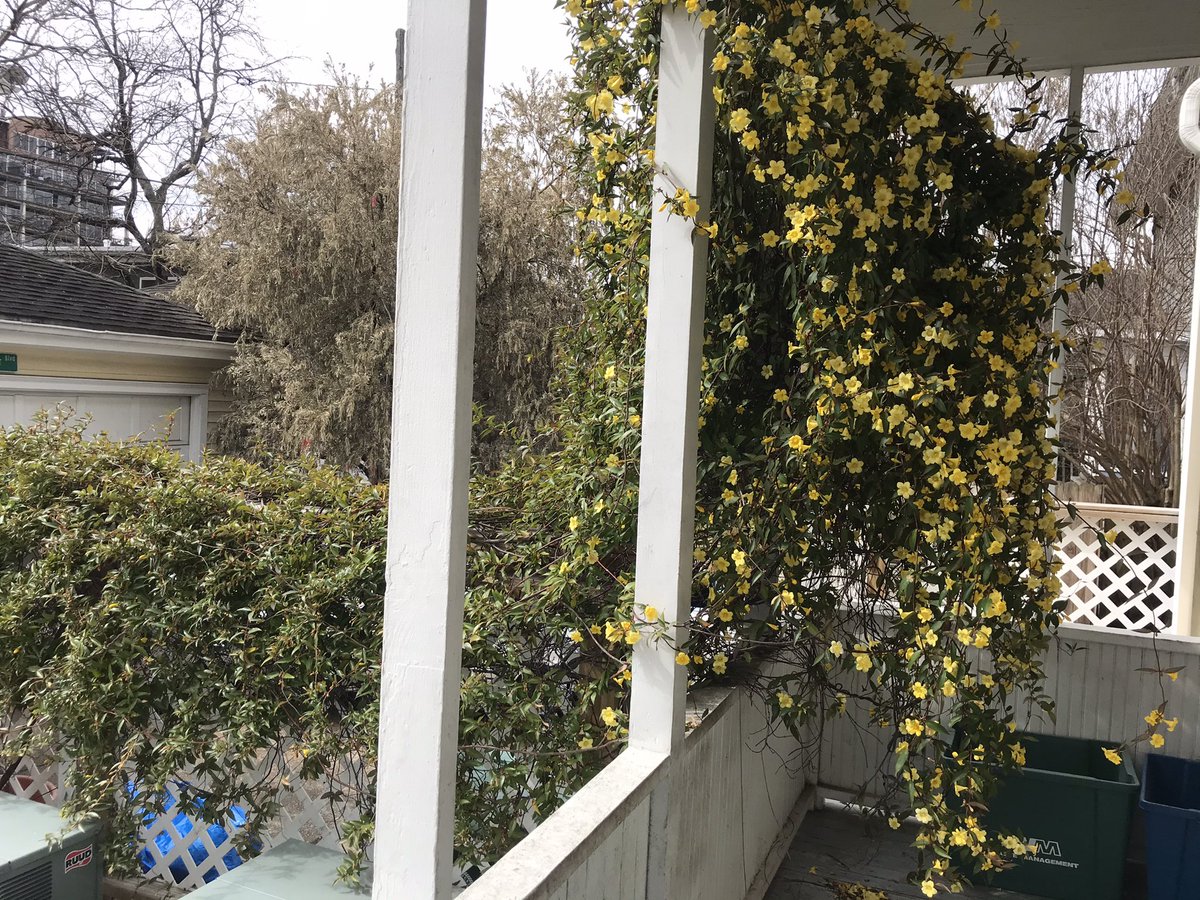 AnniseParker's tweet photo. One amazing plant! My Carolina Jessamine had been about the burst into bloom before the deep freeze. The portion under the porch overhang is beautiful and covered with bees while the exposed buds died on the vine. https://t.co/91XLNcT8tK