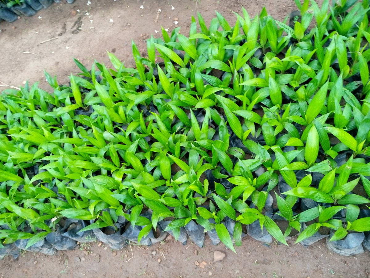 __Timi___'s tweet image. Hey twitter fam, my mum has 10,000 oil palm (tenera palm) seedlings for sale. It goes for 450naira per seedling. 
Location : Ibadan
Kindly help me retweet guys, our buyers might be on your TL. 
My DM is open for further questioning. Thank you😊.