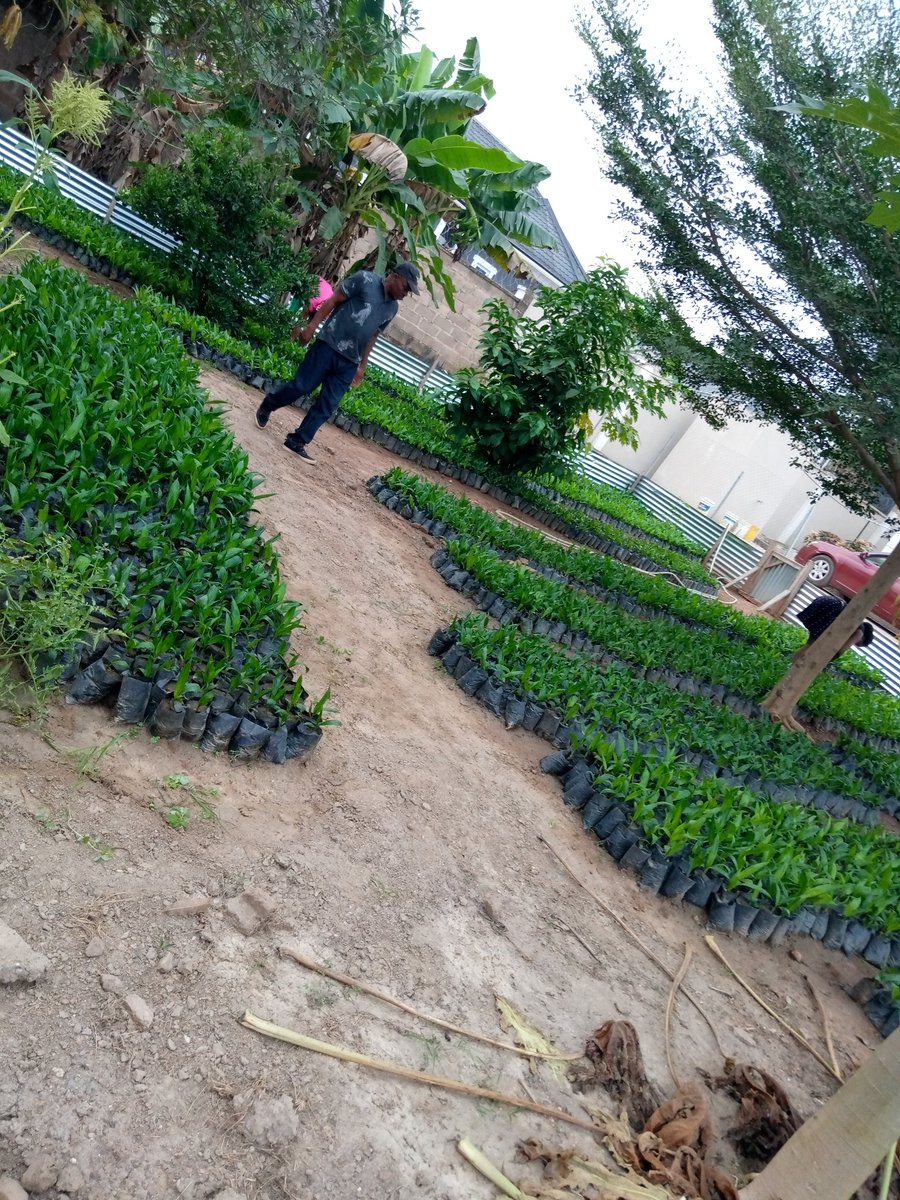 __Timi___'s tweet image. Hey twitter fam, my mum has 10,000 oil palm (tenera palm) seedlings for sale. It goes for 450naira per seedling. 
Location : Ibadan
Kindly help me retweet guys, our buyers might be on your TL. 
My DM is open for further questioning. Thank you😊.