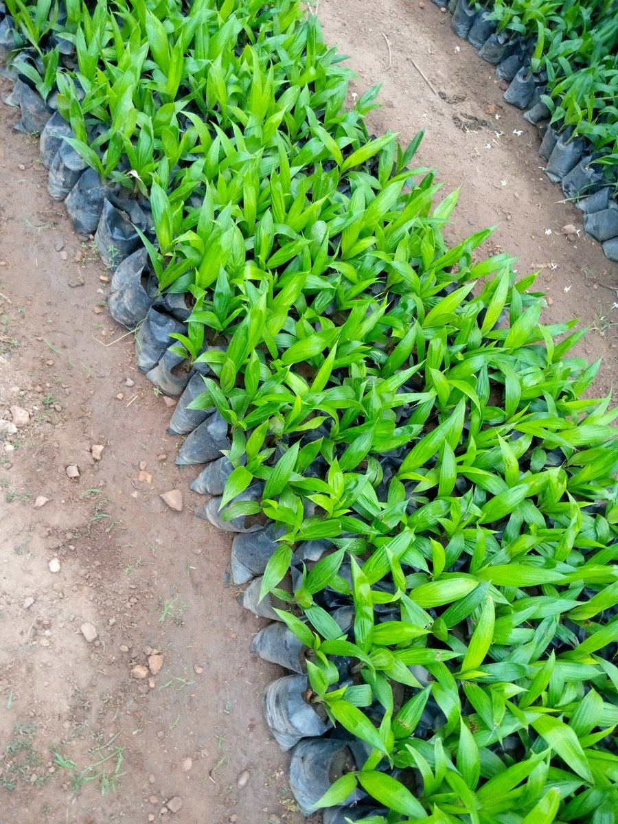 __Timi___'s tweet image. Hey twitter fam, my mum has 10,000 oil palm (tenera palm) seedlings for sale. It goes for 450naira per seedling. 
Location : Ibadan
Kindly help me retweet guys, our buyers might be on your TL. 
My DM is open for further questioning. Thank you😊.
