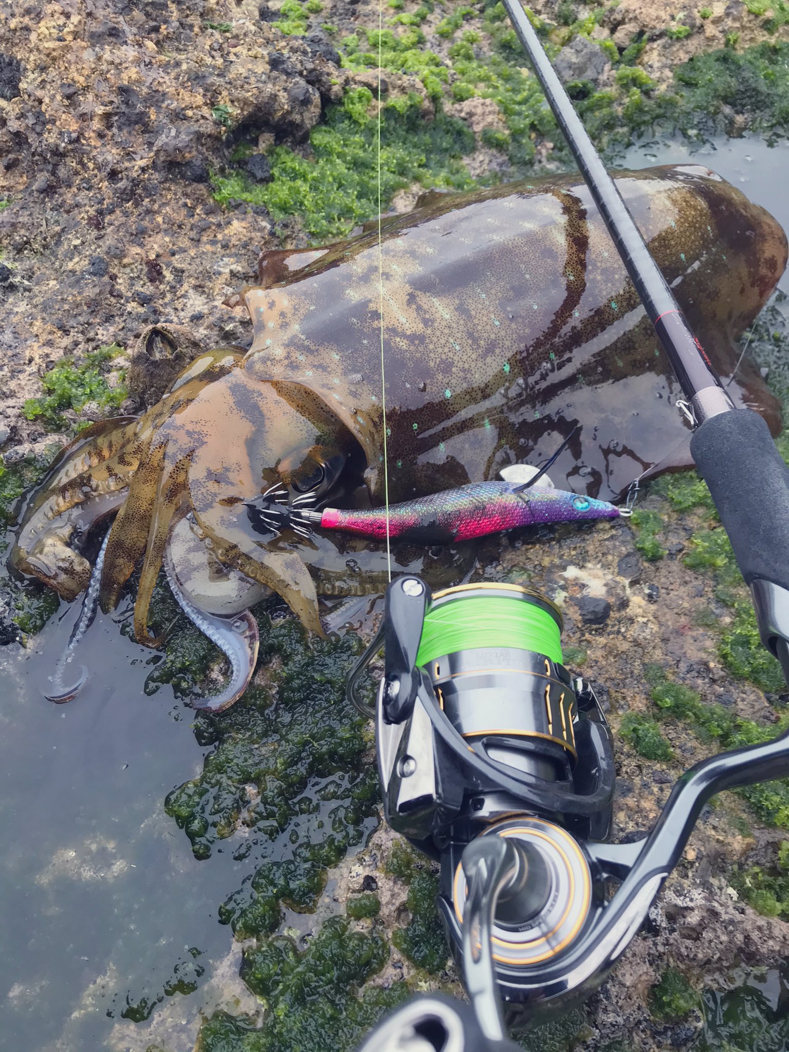 あいら En Twitter キロオーバー墨付け完了 エアリティ文句のつけ所がないのだが ハイエンド息してないぞこれ ルビアスエアリティ エギング T Co Vgakbcxphn Twitter あいら En Twitter キロオーバー墨付け完了 エアリティ文句のつけ所がないのだが ハイエンド息してないぞこれ ルビアスエアリティ エギング T Co Vgakbcxphn Twitter