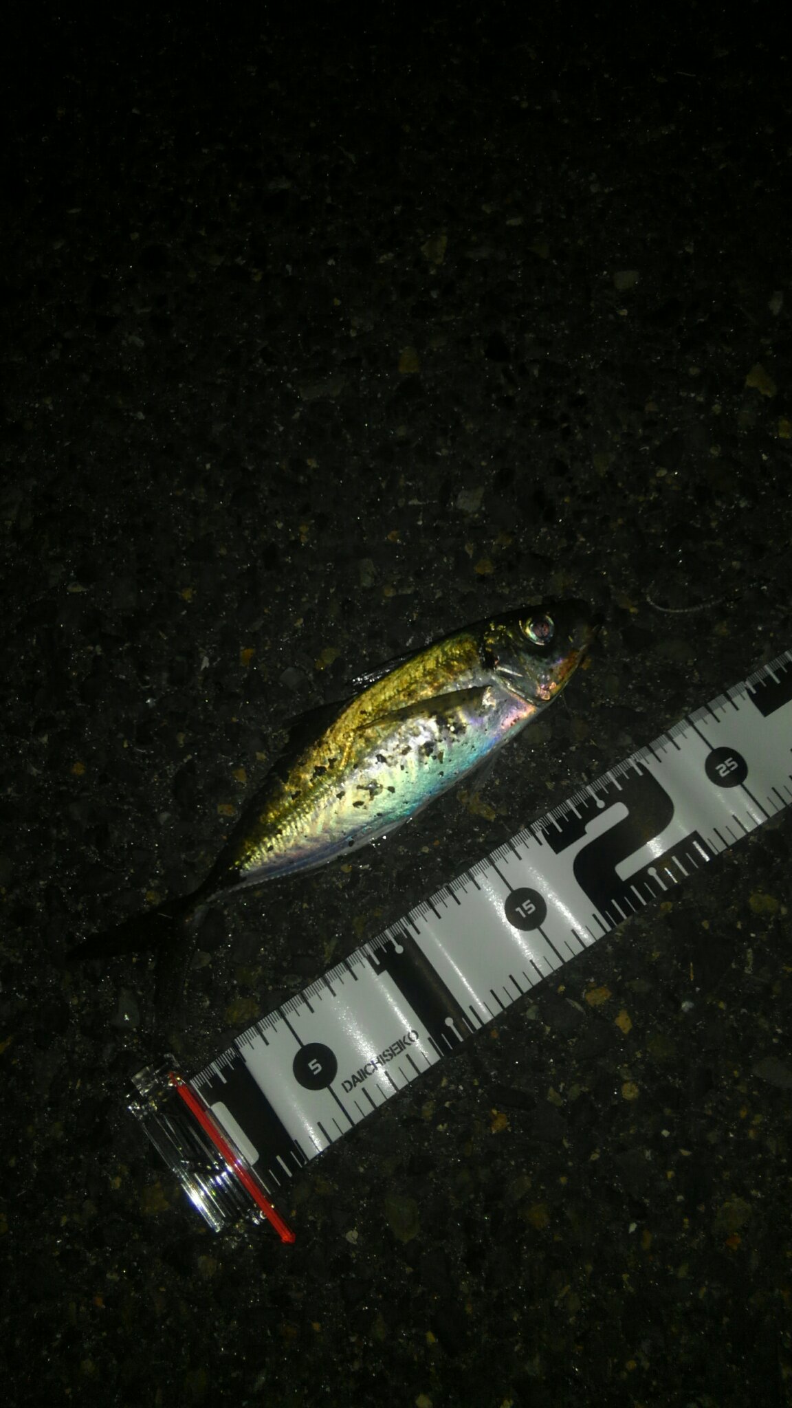 和 釣り 神戸アジング 釣れるポイント見つけたのが一番嬉しい 和 釣り 神戸アジング 釣れるポイント見つけたのが一番嬉しい