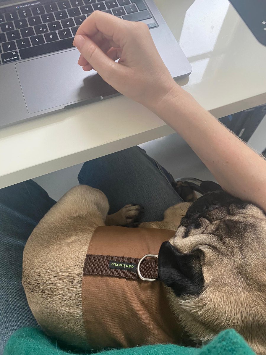 Also remote conferences be like. Thanks <a href="/zeix/">Zeix AG</a> for being so nice to host us both for today during World IA Day #wiad #wiadch #wiad21 #curiouspug