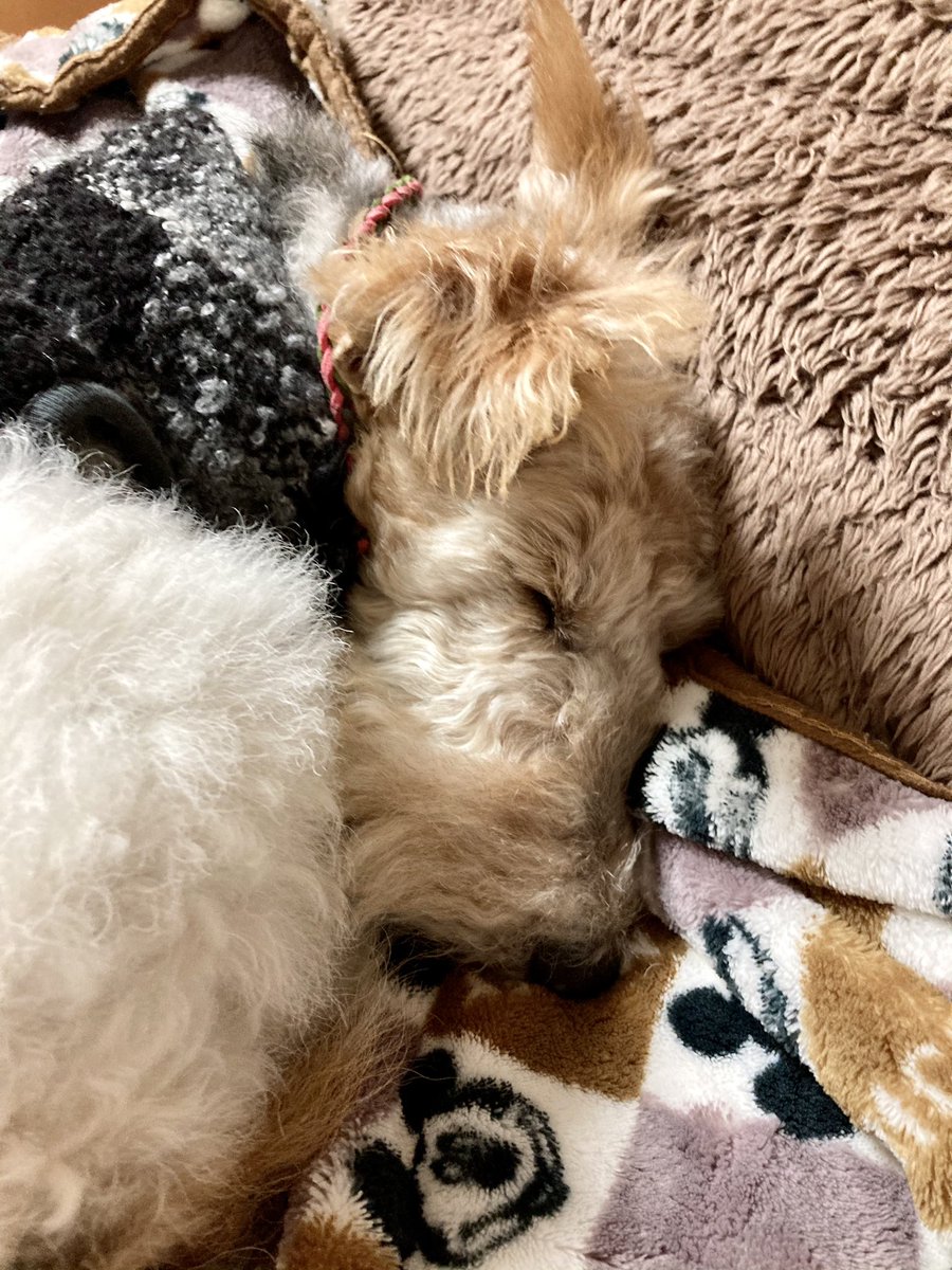 日本ペットセラピー協会 Hashtag On Twitter