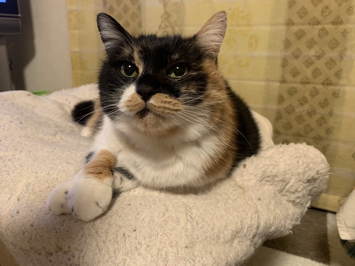 5cat_life's tweet photo. 同じ表情してる…🤭

#猫写真 #もふもふ #猫
#猫のいる暮らし 
#猫好きさんと繋がりたい
#猫のいる生活 https://t.co/hMveywU2vy