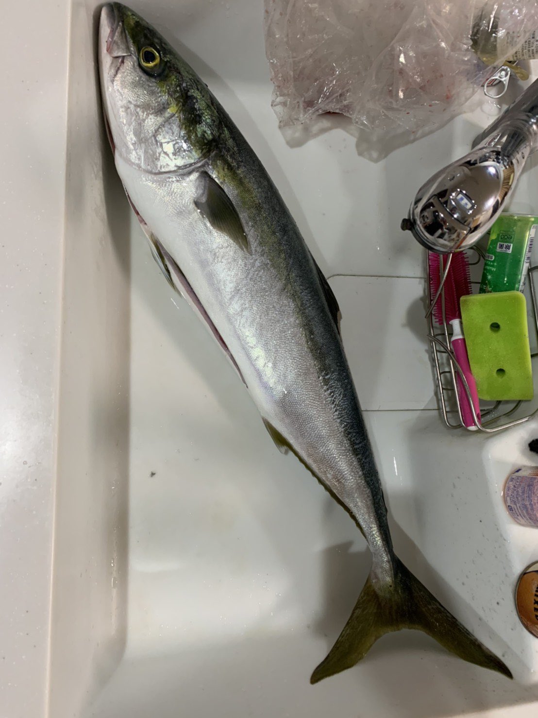 Ktkr18 もらったブリ捌くの1時間近くかかる 刺身とカマ焼きとリュウキュウ漬け となめろう作ったので寝る 明日は5時起きなのに ブリにだいぶ手こずった T Co Jkix87cnkl Twitter