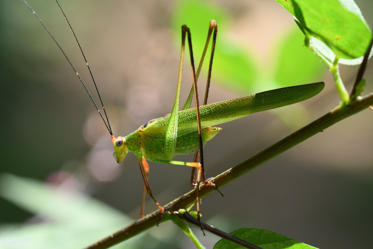 MERUSU's tweet photo. アシグロツユムシの華奢さ、光の中に溶けてしまいそう。(8/22) #photography #bugphoto #bugphotography #Katydid #Phaneroptera #nigroantennata https://t.co/om0AhHegWo