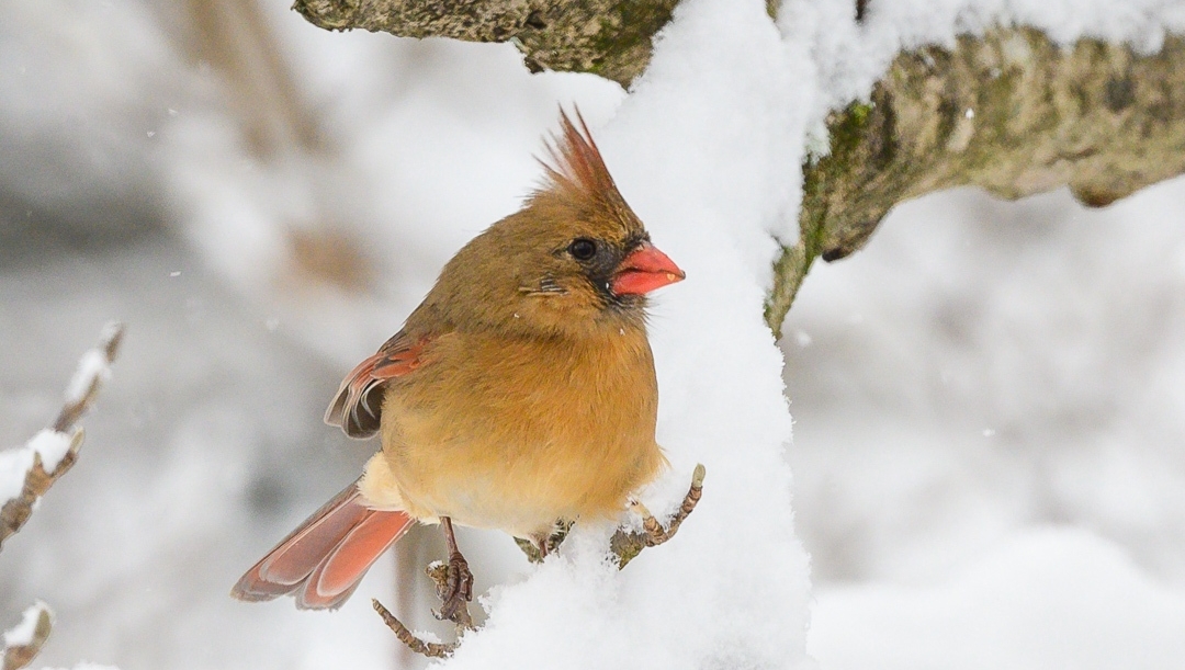 Winter Birds in Virginia ❄️ -- female Northern Cardinal 😍⁠

📸 for more, click buseyphotography.com/northern-cardi…