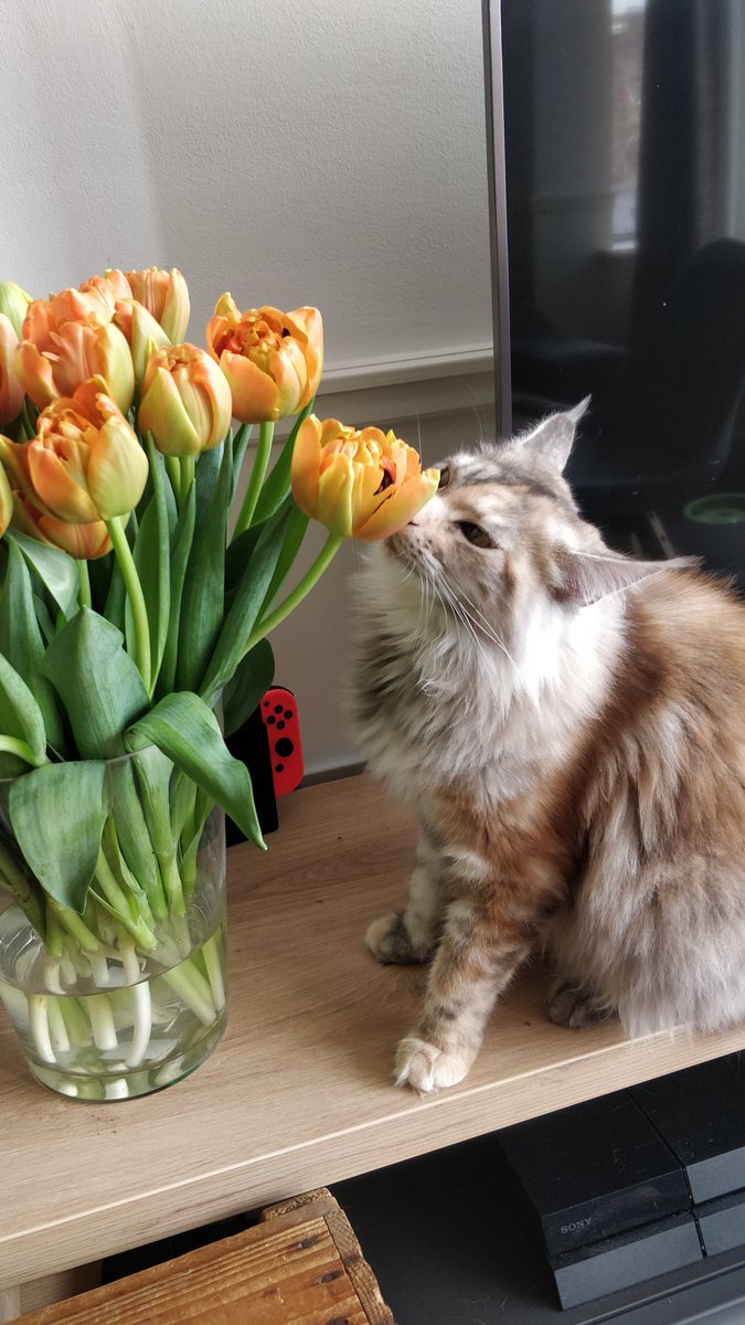 SCvanAlphen's tweet photo. My cats are the cutest creatures alive. https://t.co/9x2o6Mstbc