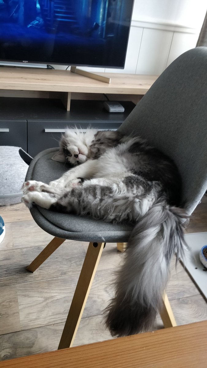 SCvanAlphen's tweet photo. My cats are the cutest creatures alive. https://t.co/9x2o6Mstbc