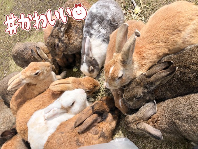 Twitterのコスプレ画像49