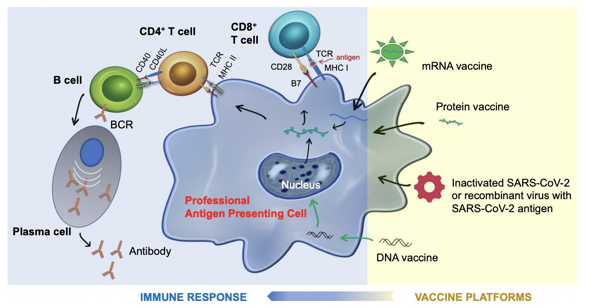 Tian Zhang, MD, MHS (@tiansterzhang) on Twitter photo Our review of #COVID19 vaccines and what they mean for our patients w/ cancer is published, led by <a href="/_joycehwang/">Joyce Hwang</a> & w/ <a href="/andyzwang/">Dr. Andy Wang 🇺🇦</a> <a href="/Zihai/">Zihai Li, MD, PhD</a>! mRNA, adenovirus, protein, DNA vaccines - mechanisms & thoughts on when patients w/ cancer should receive them. jhoonline.biomedcentral.com/articles/10.11… Our review of #COVID19 vaccines and what they mean for our patients w/ cancer is published, led by <a href="/_joycehwang/">Joyce Hwang</a> & w/ <a href="/andyzwang/">Dr. Andy Wang 🇺🇦</a> <a href="/Zihai/">Zihai Li, MD, PhD</a>! mRNA, adenovirus, protein, DNA vaccines - mechanisms & thoughts on when patients w/ cancer should receive them. jhoonline.biomedcentral.com/articles/10.11…