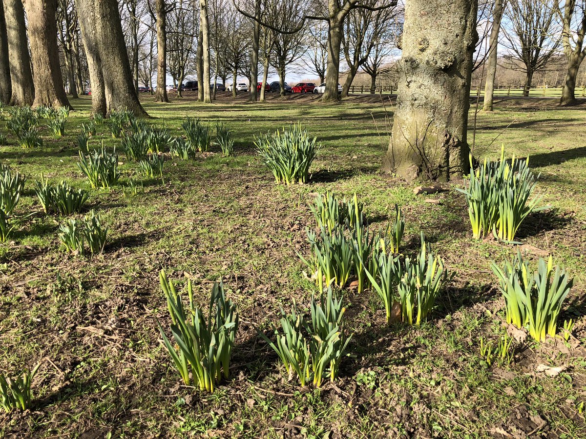 Beautiful floral display @TempleNewsam and the daffodils are nearly ready to join in
