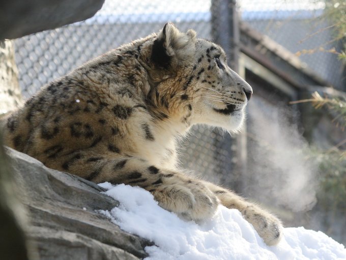 Conversation Between あぽろ 狼狂 And Kagetora Edomae 1 Whotwi Graphical Twitter Analysis