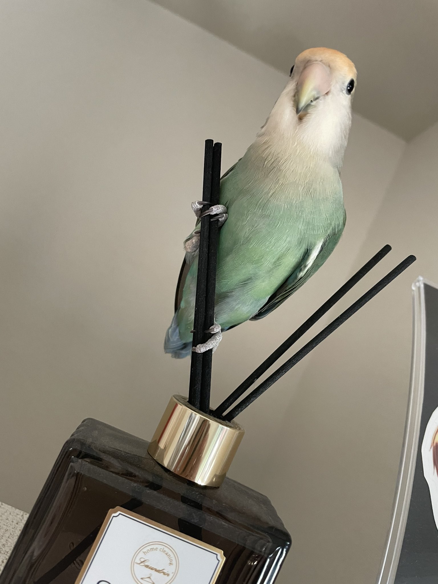 コザクラインコシーグリーン Twitter Search Twitter
