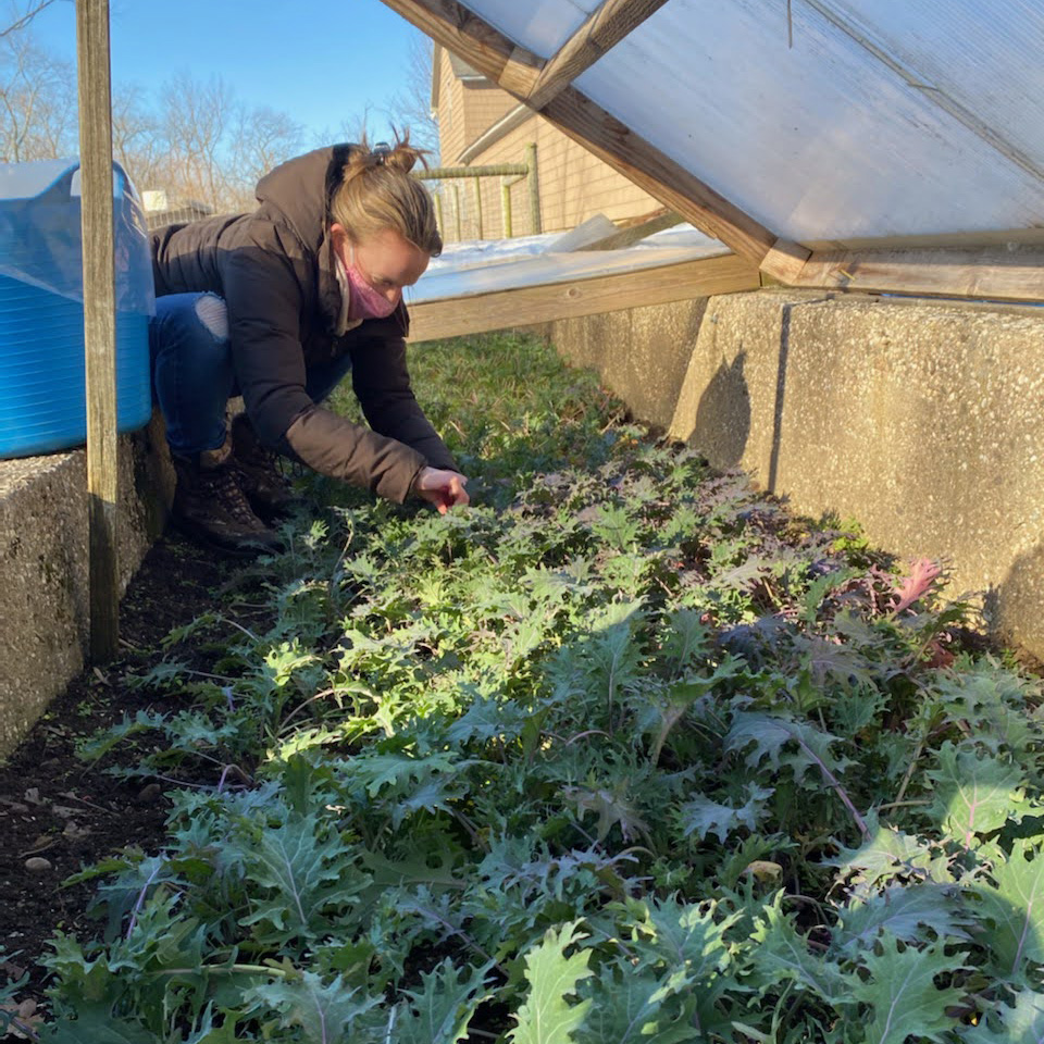 queensfarm's tweet image. This is no flashback – while there may still be snow on the ground, we just had our first harvest of baby #kale from our #coldframes! It's been washed, bagged, &amp;amp; will be available for sale in our Farm Store this weekend, while supplies last. #fourseasonfarming #queensfarm #nyc