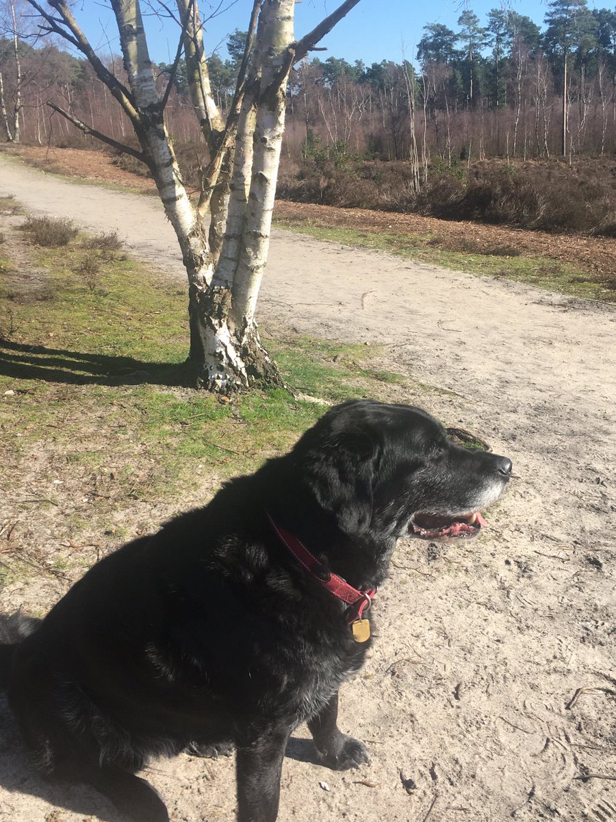 soppytoppy's tweet photo. (Almost) springtime https://t.co/0wrf83K3O8