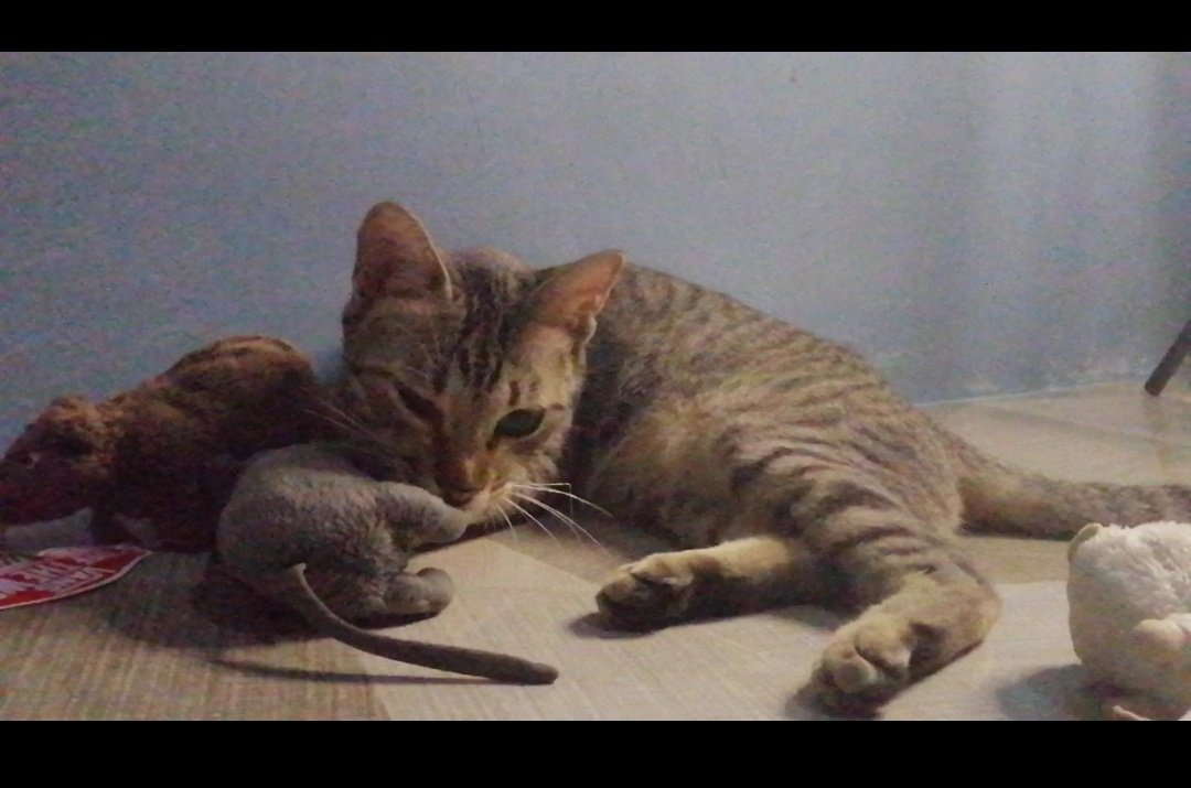 _itscatcat's tweet photo. My cat hanging out with 3 mice 🐈🐭
#CatsOfTwitter #cats #CatsOnTwitter #Caturday
#CuteCats

Click the link to watch the video 
        👇👇👇
https://t.co/0t54l9GRmh https://t.co/LySlLsiUUl