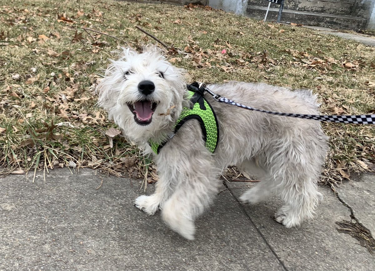 funkybunchpets's tweet photo. 🦮Sometimes all you need is a good walk. Jocko always brings the energy! 

If your pup would like to join us on a walk, send us a message or visit https://t.co/4i0JXYgOyP

#sedaliamo #sedaliamissouri #warrensburg #warrensburgmo #theburg #warrensburgmissouri #katytrail https://t.co/iJe7nGPngL