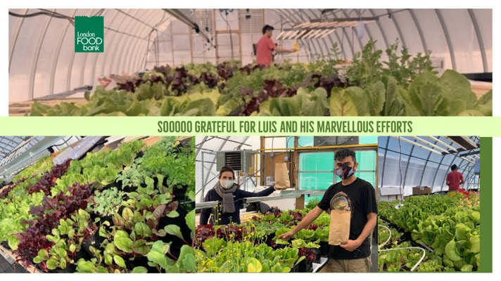 GlenPearson's tweet photo. So thankful for Luis for his remarkable growing skills.  Soon enough, Mike Bloxam will start the planting of the gardens outside the greenhouse.  The rear of the food bank is becoming a wonderful garden of Eden.  And London you made it all possible. 
#LdnOnt @LondonFoodBank1 https://t.co/Xvluun2D80