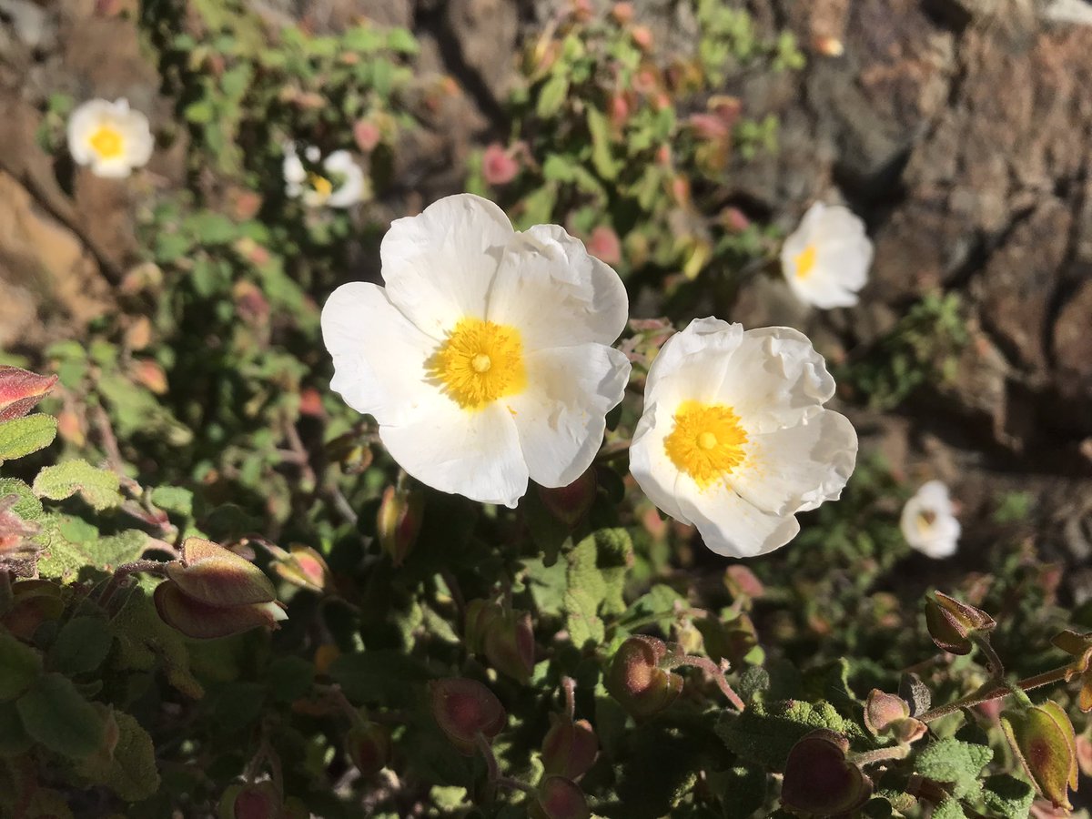 StephenLillieUK's tweet photo. More signs of #CyprusSpring. Looking forward to reopening of 🇨🇾 forest trails next week https://t.co/9pKLLSl2Qp